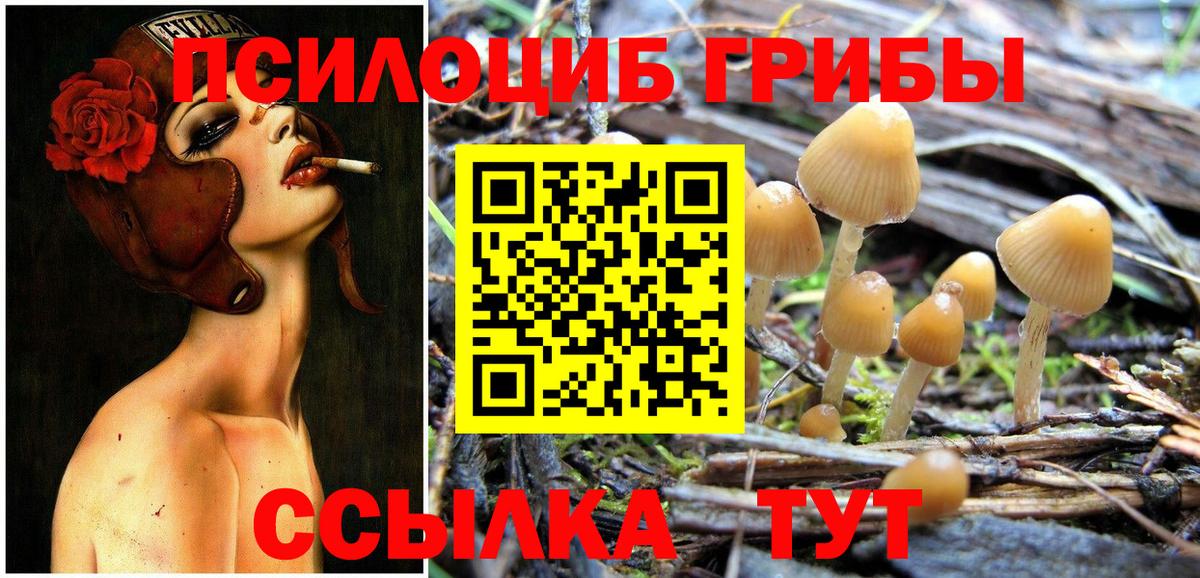 Псилоцибиновые грибы Psilocybine cubensis  что такое   Кимры 